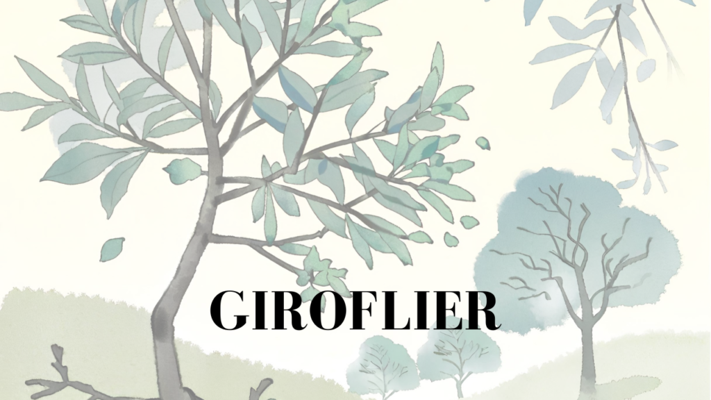 GIROFLIER - EHTYMAG SHOP