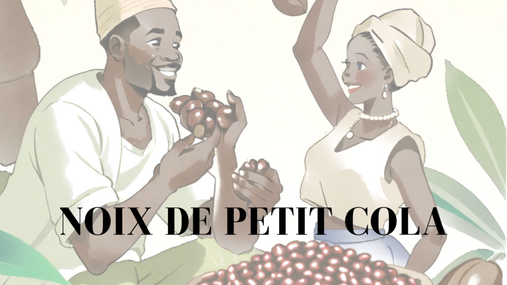 photo récolte noix de petit cola
