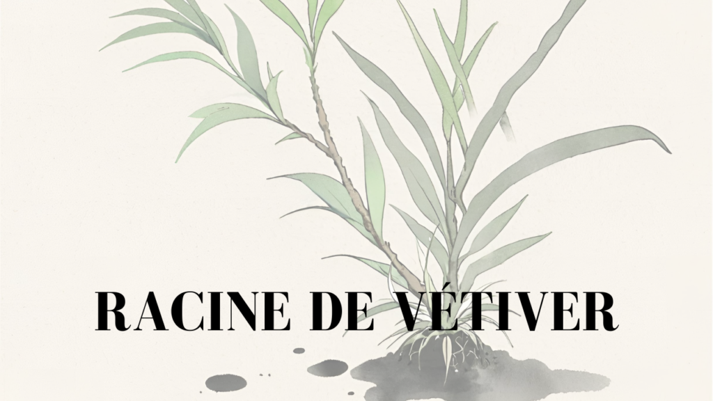 racine de vétiver - jitunze