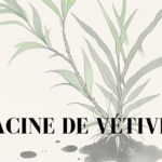 racine de vétiver - jitunze