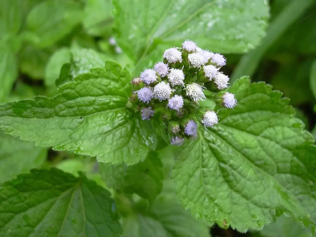 roi des herbes