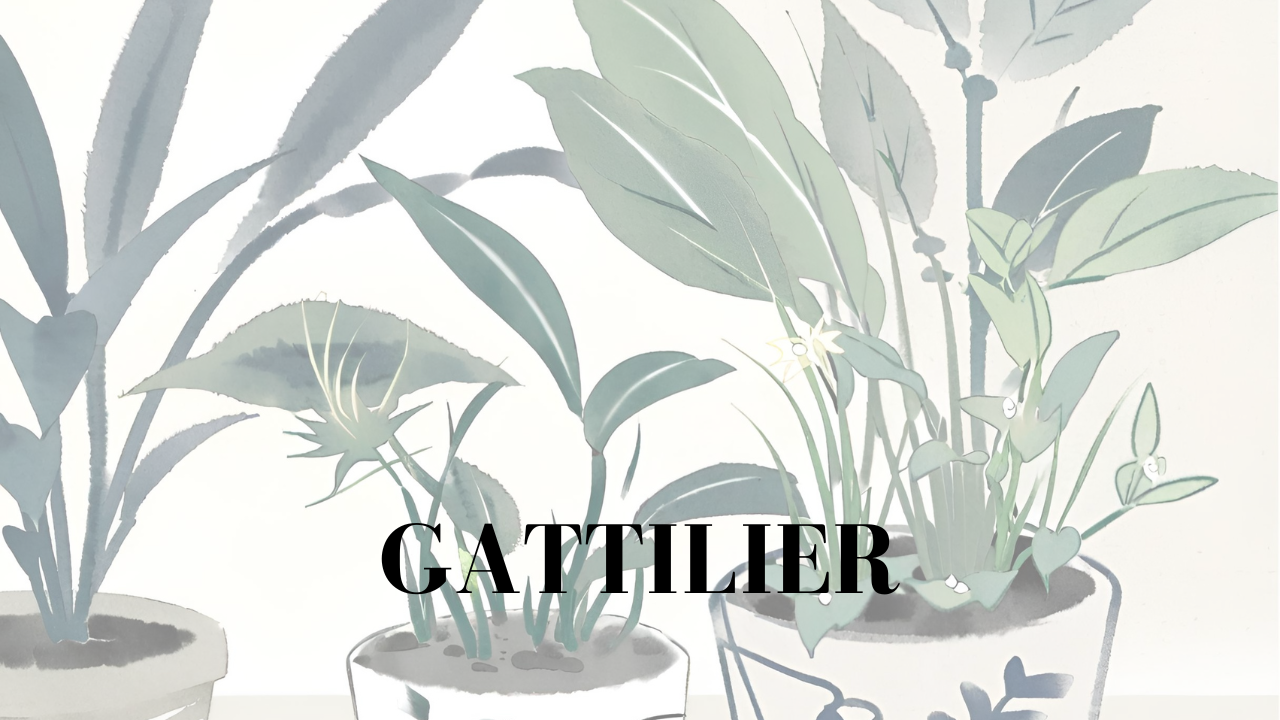 Le Gattilier, ses origines & bienfaits