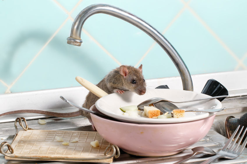 Comment choisir le meilleur piège à souris pour votre maison ?