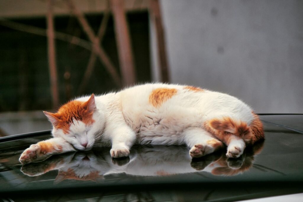 A calm orange and white cat peacefully sleeps on a car roof with reflection.