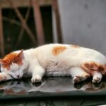 A calm orange and white cat peacefully sleeps on a car roof with reflection.