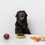 Comment faire maigrir mon chien ?