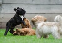 Ouvrir un club canin : par où commencer ?