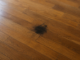 Tâche noire sur parquet : comment identifier et éliminer sans abîmer le bois ?