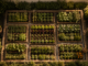 Plan potager rectangulaire : la méthode qui paie
